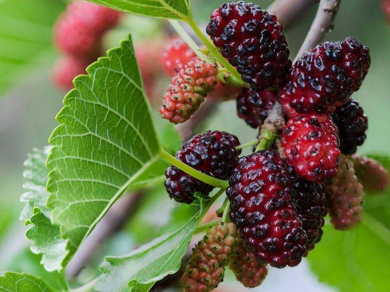 Шелковица купить саженцы из питомнике в Красногорске