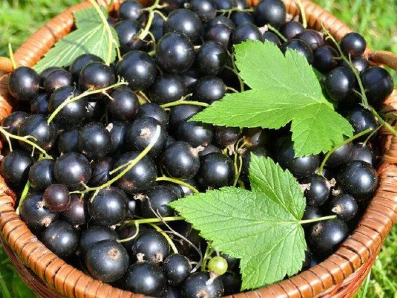 Смородина купить саженцы из питомника в Красногорске