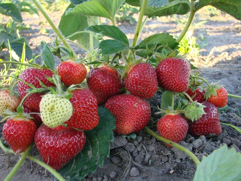 Клубника купить саженцы из питомника в Красногорске
