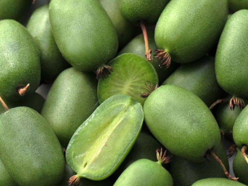 Актинидия купить саженцы из питомнике в Красногорске