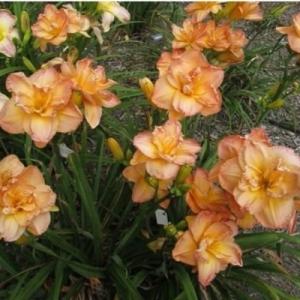 Лилейник "ФРАНСИС ДЖОЙНЕР"