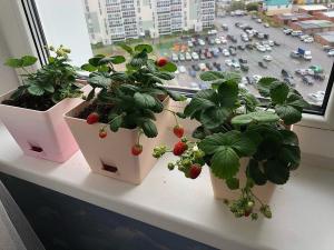 Земляника садовая для подоконника , ягода круглый год  (7 шт в упаковке)