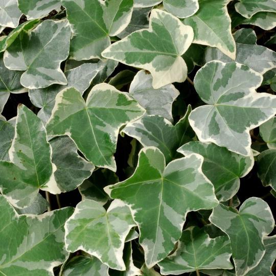 Плющ мраморный