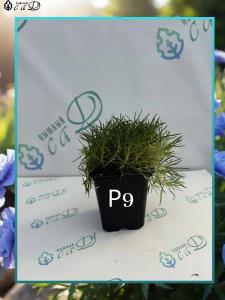 Гвоздика многолетняя Бадения