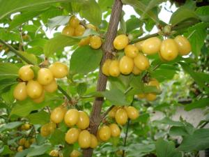 Кизил "АЛЁША"