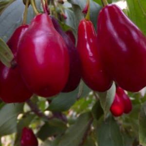 Кизил "ПИОНЕР"