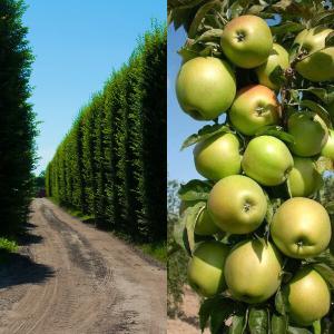 Яблоня колоновидная "КИПОРИСОВОЕ"