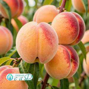 Персик "ХАРРОУ ДАЙМОНД"   (срок созревания конец июля — начало августа)
