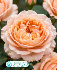 Роза "ДЖУЛЬЕТА"